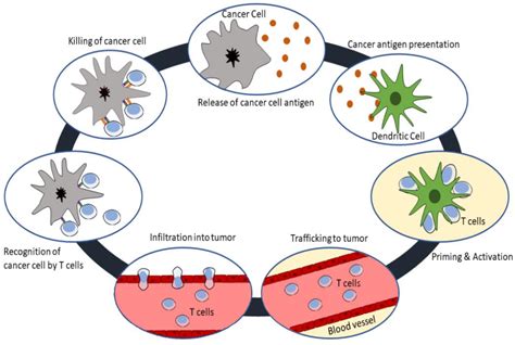 Molecules Free Full Text A Review On Cancer Immunotherapy And