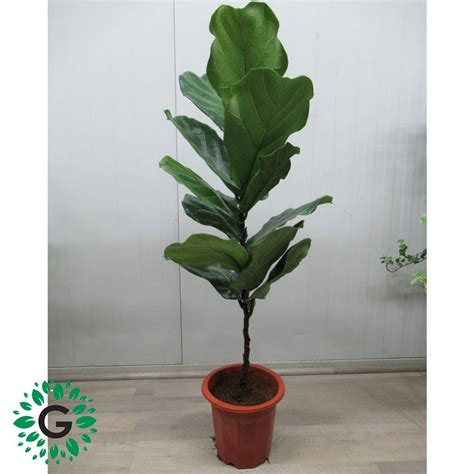 Ficus Lyrata 80cm - Green Experts Landscape