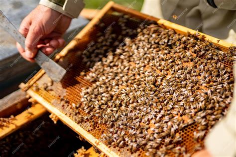 Marcos de madera de apicultura que sostienen la agricultura de panales ... 