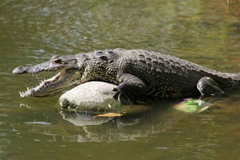 Actualizar 96 imagen que come el cocodrilo para niños Abzlocal mx