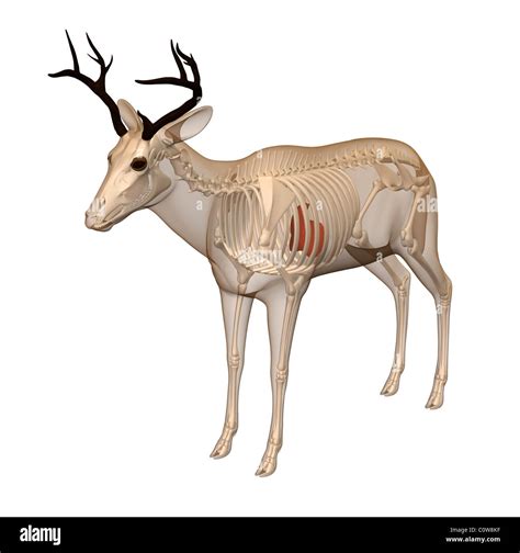 deer anatomy liver skeleton transparent body Stock Photo - Alamy