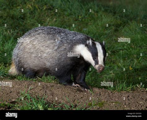 european badger walking stock photo alamy
