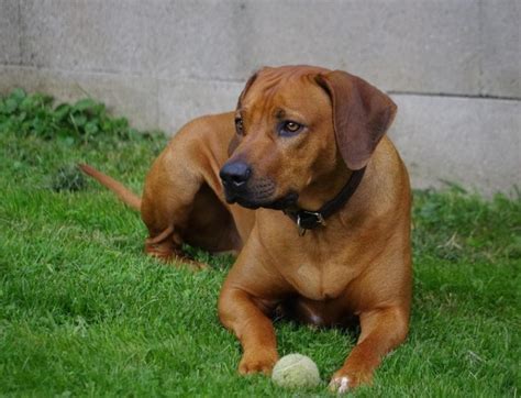 5 Unique Rhodesian Ridgeback Mixes (With Pictures) | Hepper