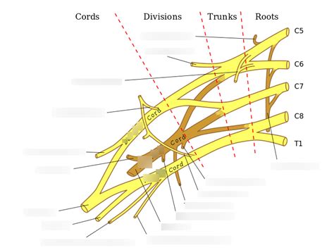 A P I Lab 9 Brachial Plexus Nerves Diagram Quizlet