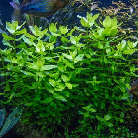 Bacopa Caroliniana Aquarium