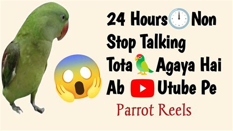 Talking Parrot Mithu Bolne Wala Tota OMG Tote Ki Baten ParrotReels