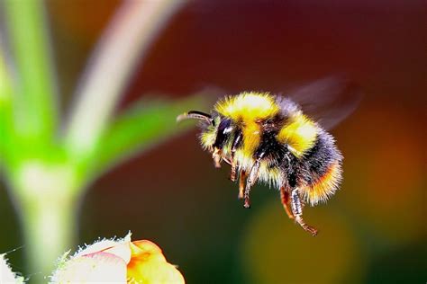 Insetti utili in agricoltura: una guida completa