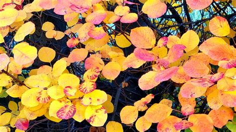 Il Carso In Autunno Si Trasforma In Una Magica Tavolozza