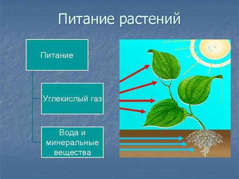 Питание растений Выполнила ученица 3 Б класса
