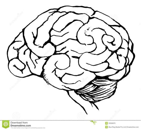 The best free Neuroanatomy drawing images. Download from 11 free ...