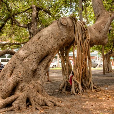 Underneath The Historic Banyan Tree In Downtown Lahaina In Maui By