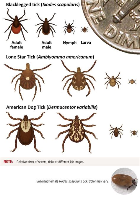 Alpha-gal syndrome: How a tick bite can make you allergic to meat ...