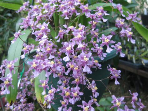 Oncidium sotoanum - Dark Star Orchids