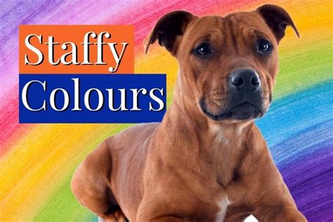 Staffordshire Bull Terrier Colours All 14 Staffy Colours