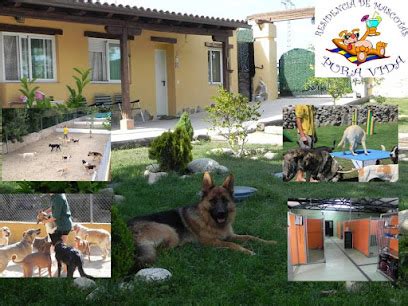 Mejores Residencias Caninas En Soto Del Real Zonacachorros