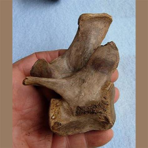 Lion Vertebra Fossil - Fossils & Artifacts for Sale | Paleo Enterprises