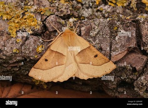 Scalloped Oak Moth Hi Res Stock Photography And Images Alamy