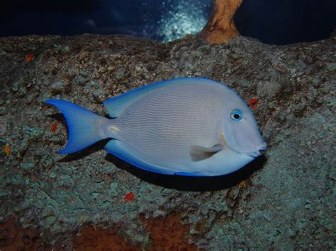 The Online Zoo - Ocean Surgeonfish