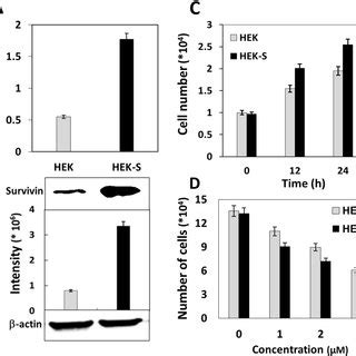 The Relative Expression And Function Of Survivin In HEK S As Compared