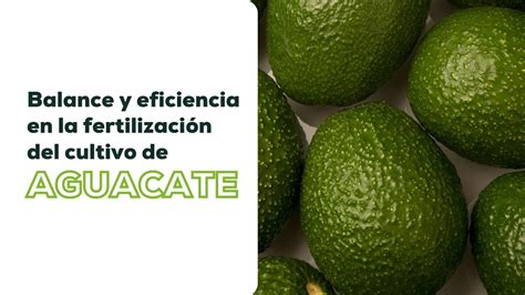 Balance Y Eficiencia En La Fertilización Del Cultivo De Aguacate Youtube