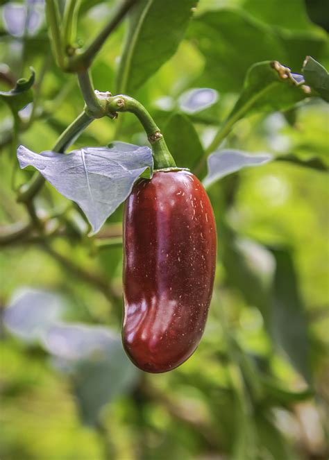 Pepper Time Jack Heald Flickr