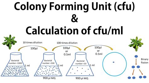 2 Colony Forming Unit Cfu Calculation Of Cfu Ml YouTube