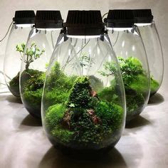 88 Ant Farm For Kids ideas | beautiful terrariums, ant farms, aquascape ...