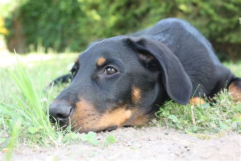 Beauceron Puppies For Sale France