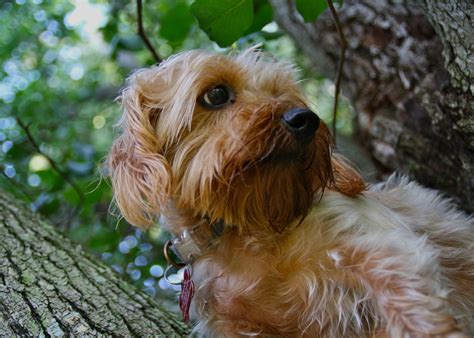 Meet Science The Dorkie My Dachshundyorkie Mix Aww For The Pups