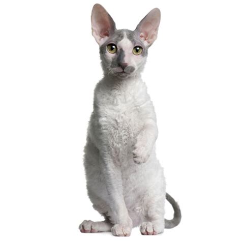 White Cornish Rex