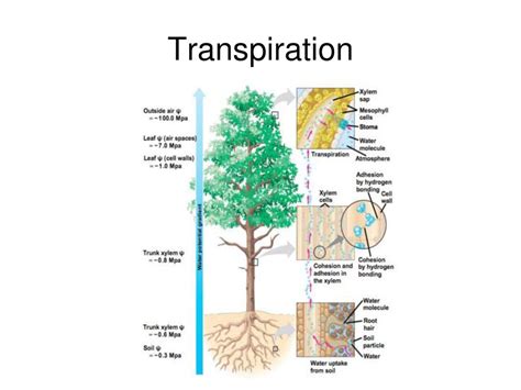 Plants CH 22 and 23 Honors Biology. - ppt download
