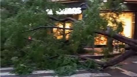 Cae un árbol de gran tamaño en pleno centro de Zaragoza