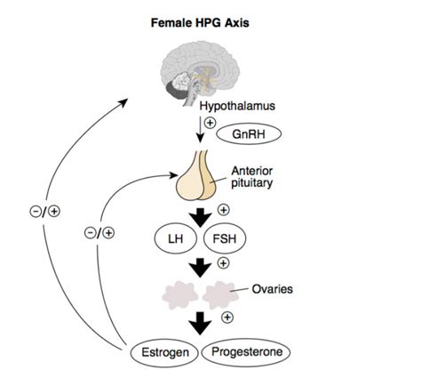 Solved Female HPG Axis | Chegg.com