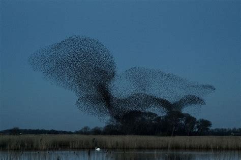 Photos Capture the Beauty of Starling Murmurations