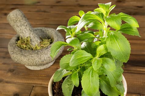 Conoce Las Propiedades De La Estevia Una Dulce Planta Medicinal Porn