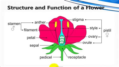 Describe And Explain The Structure Of Flowers