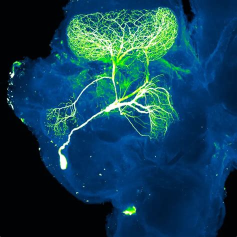 Neuron Projection [image] Eurekalert Science News Releases