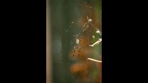 Joro Spiders The Giant Invaders Taking Over The Us East Coast