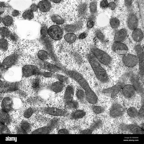 Mitochondria anatomy Black and White Stock Photos & Images - Alamy