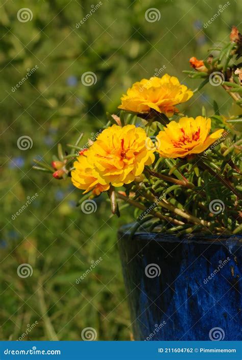 Brilliant Yellow Portulaca Flowers Growing In A Deep Blue Flower Pot