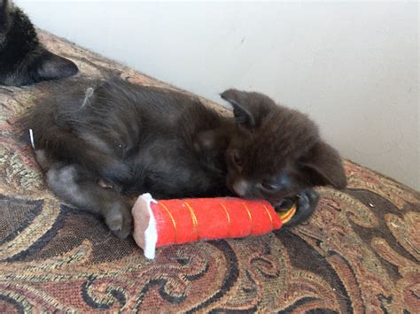 Chocolate Brown Maine Coon Cross Cats And Kittens For Rehoming