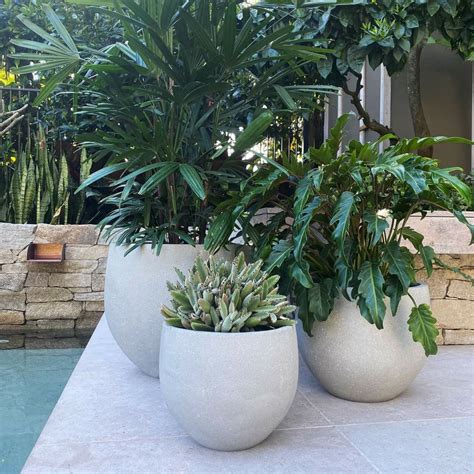 Pin By Lau Ra On Landscaping Potted Plants Patio Potted Plants