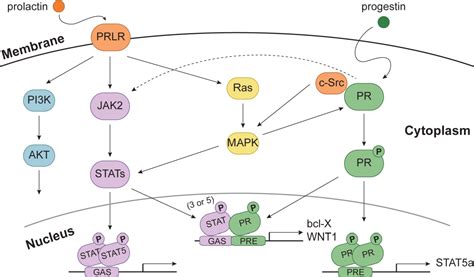 Figure 1 from Progesterone receptors (PR) mediate STAT actions: PR and ...