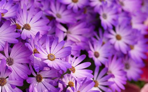 Free 10 Purple Floral Wallpapers In Psd Vector Eps
