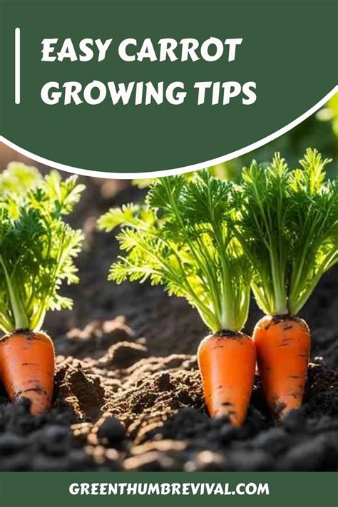 Easy Carrot Growing Tips In Growing Carrots Planting Carrots