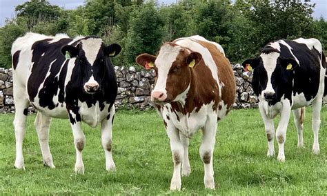Holstein Cows Breed Profile Facts And Care