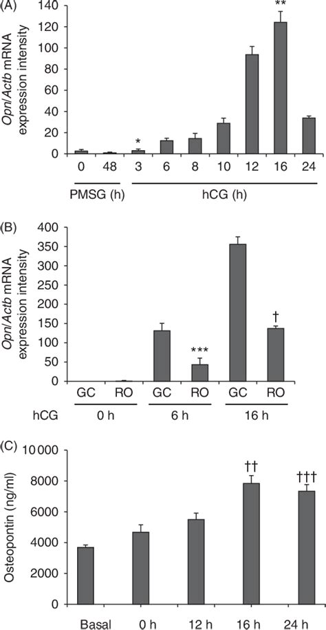 Figure From Gonadotropin Regulation And Role Of Ovarian Osteopontin