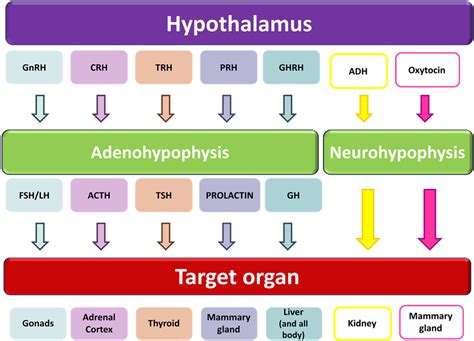 Pituitary Function German Shepherd Pituitary Dwarfism