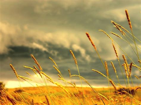 1077764 Sunlight Landscape Depth Of Field Nature Grass Sky