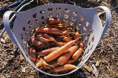 When To Pick Carrots — Meadowlark Journal